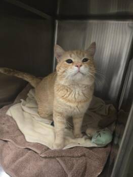 JERSEY -  Domestic Short Hair Cat for Adoption in Hagerstown, Maryland - JERSEY | PetCurious
