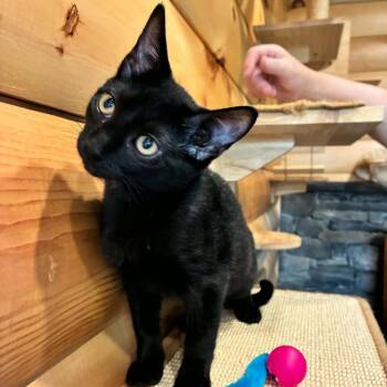 Midnight -  Domestic Short Hair Cat for Adoption in Hawley, Pennsylvania - Midnight | PetCurious