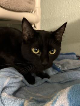 Rescue Domestic Short Hair Cats for Adoption in Arlington, Washington - Frances (Shadow) | PetCurious