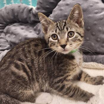 Kia -  Domestic Short Hair Cat for Adoption in Fort Wayne, Indiana - Kia | PetCurious