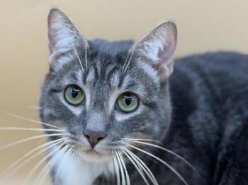 Garbanzo -  Domestic Short Hair Cat for Adoption in Portland, Oregon - Garbanzo | PetCurious