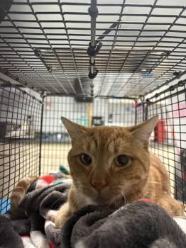Domestic Short Hair Cats Available for Adoption in St. Cloud, Florida - MAX | PetCurious