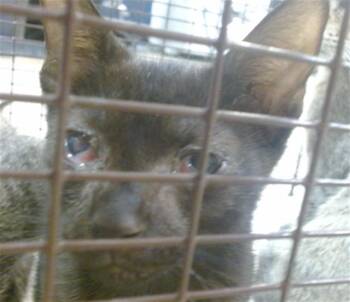 NELLY -  Domestic Short Hair Cat for Adoption in Doral, Florida - NELLY | PetCurious