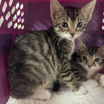 Gina -  Domestic Short Hair Cat Available for Adoption in Lenoir City, Tennessee - Gina | PetCurious