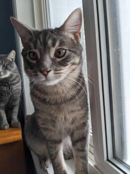 Rescue Domestic Short Hair Cats for Adoption in Spencerville, Ontario - Pickle | PetCurious