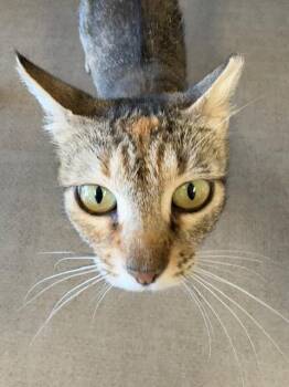 Rescue Domestic Short Hair Cats for Adoption in Grass Valley, California - Star | PetCurious