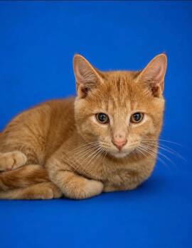 Sterling -  Domestic Short Hair Cat for Adoption in Detroit, Michigan - Sterling | PetCurious