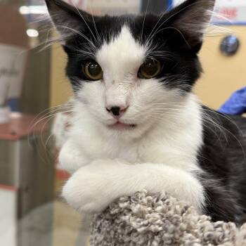 Rescue Domestic Long Hair Cats for Adoption in Antioch, California - Boeing | PetCurious