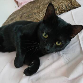 Violet -  Domestic Short Hair Cat for Adoption in Germansville, Pennsylvania - Violet | PetCurious