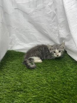 Rescue Domestic Short Hair Cats for Adoption in Gainesville, Florida - Rolo | PetCurious