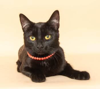 Rescue Domestic Short Hair Cats for Adoption in Wyandotte, Michigan - Piper | PetCurious