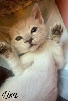 Domestic Short Hair and Siamese Cats Available for Adoption in Campbell, California - Lisa | PetCurious