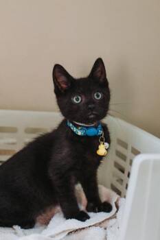 93650A Windham-PetSmart West Ashley -  Domestic Short Hair Cat for Adoption in North Charleston, South Carolina - 93650A Windham-PetSmart West Ashley | PetCurious