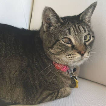 Rescue Domestic Short Hair Cats for Adoption in Port Washington, New York - Mercer | PetCurious