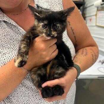 Jinx -  Domestic Short Hair Cat for Adoption in Leitchfield, Kentucky - Jinx | PetCurious