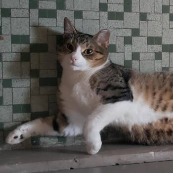 Rescue Domestic Short Hair Cats for Adoption in Mayfield, New York - Mama (AKA Mamaccino) | PetCurious