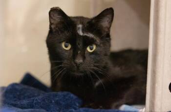 Dos -  Domestic Short Hair Cat for Adoption in Lincoln, California - Dos | PetCurious