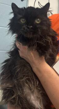 Spooky -  Domestic Long Hair Cat Available for Adoption in Evansville, Indiana - Spooky | PetCurious