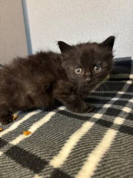 Gargoyle -  Domestic Short Hair Cat for Adoption in Liverpool, New York - Gargoyle | PetCurious