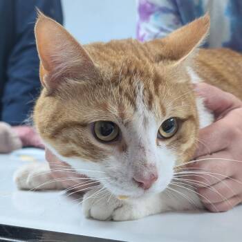 Domestic Short Hair Cats Available for Adoption in Canton, Illinois - Cheeto | PetCurious