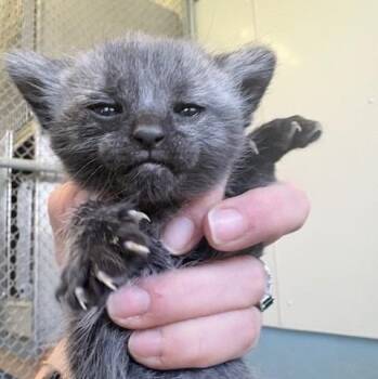 Whitney -  Domestic Short Hair Cat for Adoption in Ogdensburg, New York - Whitney | PetCurious