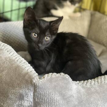 Indie -  Domestic Short Hair Cat for Adoption in San Francisco, California - Indie | PetCurious