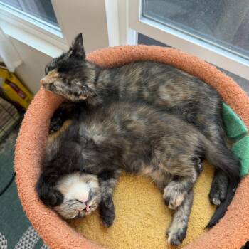 Quinn -  Domestic Short Hair Cat for Adoption in Spokane, Washington - Quinn | PetCurious