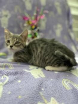 Rescue Tabby Cats for Adoption in Deltona, Florida - Ellie | PetCurious