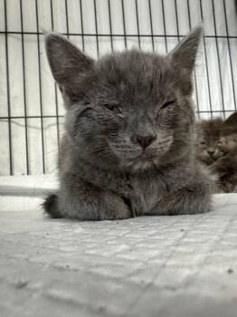 Casey -  Domestic Short Hair Cat for Adoption in Johnson City, Tennessee - Casey | PetCurious
