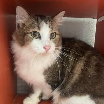 Domestic Medium Hair Cats Available for Adoption - Grogu | PetCurious