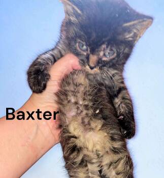 Baxter -  Tabby Cat for Adoption in Weems, Virginia - Baxter | PetCurious