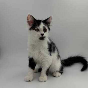 Alto -  Domestic Long Hair Cat for Adoption in State College, Pennsylvania - Alto | PetCurious