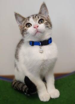 Rescue Domestic Short Hair Cats for Adoption in Belmont, New York - Gomez | PetCurious