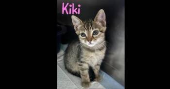 Domestic Short Hair and Tabby Cats Available for Adoption in Ruskin, Florida - Kiki | PetCurious