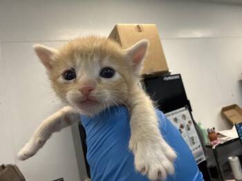 A1926954 -  Domestic Short Hair Cat for Adoption in Thousand Palms, California - A1926954 | PetCurious