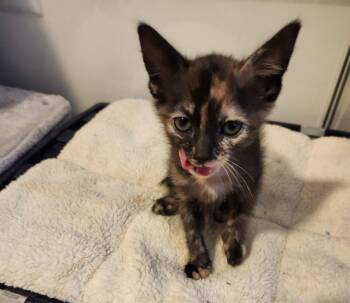 Peach -  Domestic Short Hair Cat for Adoption in Raleigh, North Carolina - Peach | PetCurious