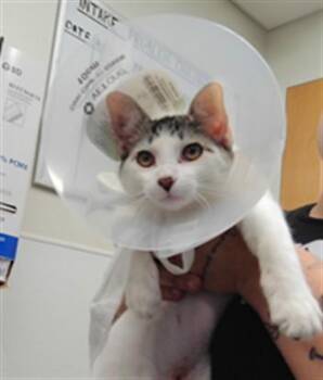 LILAH -  Domestic Short Hair Cat for Adoption in Albuquerque, New Mexico - LILAH | PetCurious