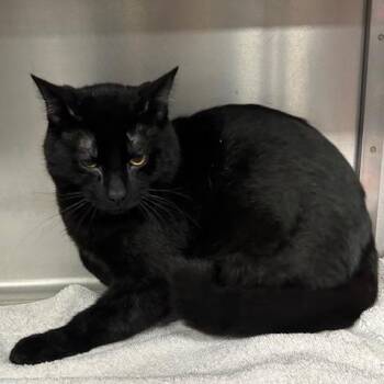 Domestic Short Hair Cats Available for Adoption - Ruger | PetCurious