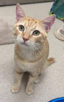 Felix -  Domestic Short Hair Cat for Adoption in Madison, Georgia - Felix | PetCurious