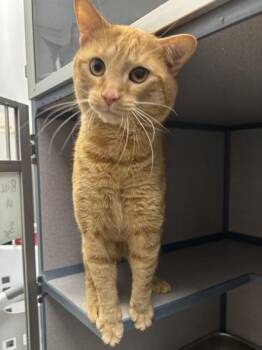 Bill - I AM AT PetSmart Northborough -  Domestic Short Hair Cat for Adoption in East Brookfield, Massachusetts - Bill - I AM AT PetSmart Northborough | PetCurious