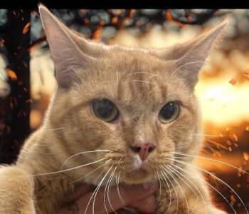 Garfield -  Domestic Short Hair Cat for Adoption in Lunenburg, Massachusetts - Garfield | PetCurious