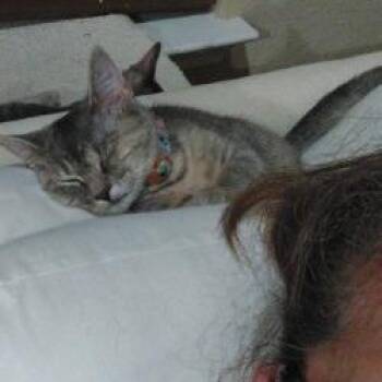 Veronica -  Domestic Short Hair Cat for Adoption in San Antonio, Texas - Veronica | PetCurious