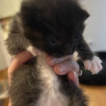 Wake -  Domestic Short Hair Cat Available for Adoption in Winston-salem, North Carolina - Wake | PetCurious