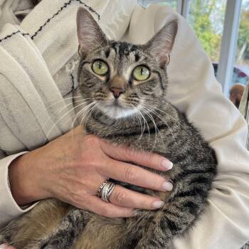 Rescue Domestic Short Hair Cats for Adoption in Stamford, Connecticut - Elisa-The Sweetest Little Lovebug | PetCurious