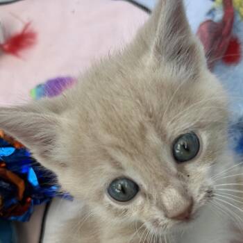 Bowser -  Domestic Medium Hair Cat for Adoption in Crookston, Minnesota - Bowser | PetCurious