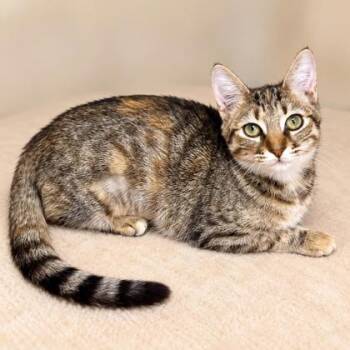 Cortana Kershaw -  Domestic Short Hair Cat for Adoption in Hudson, Massachusetts - Cortana Kershaw | PetCurious