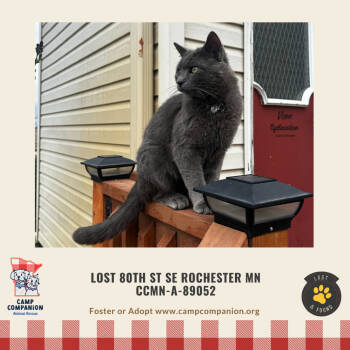 Rescue Domestic Short Hair Cats for Adoption in Rochester, Minnesota - Found 80th St SE Rochester 2 Cats | PetCurious