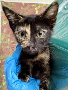 Noodles -  Domestic Short Hair Cat for Adoption in San Antonio, Texas - Noodles | PetCurious