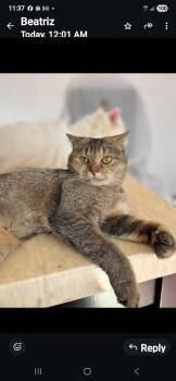 Rescue Scottish Fold Cats for Adoption in Snow Hill, Maryland - Dulce | PetCurious