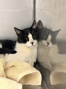 ACE* -  Domestic Short Hair Cat for Adoption in Santa Cruz, California - ACE* | PetCurious